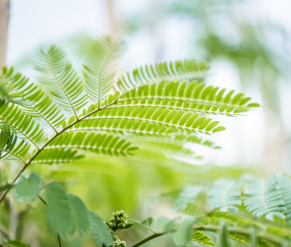 Albizia blad