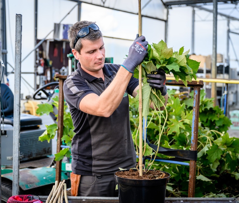 Alfred in de kwekerij