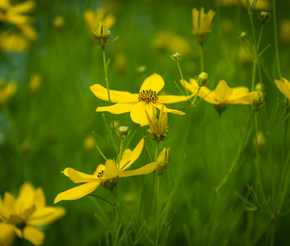 Coreopsis verticilata