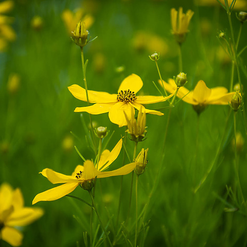 Coreopsis verticilata