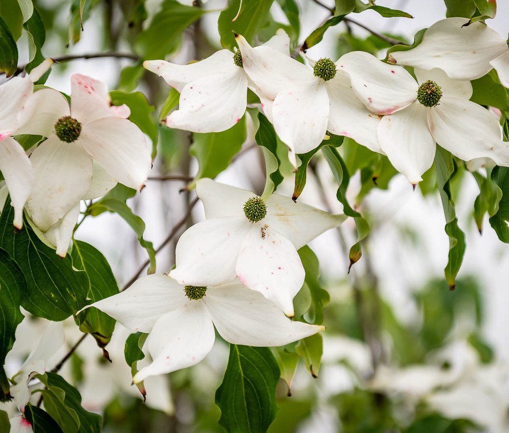 Cornus kousa