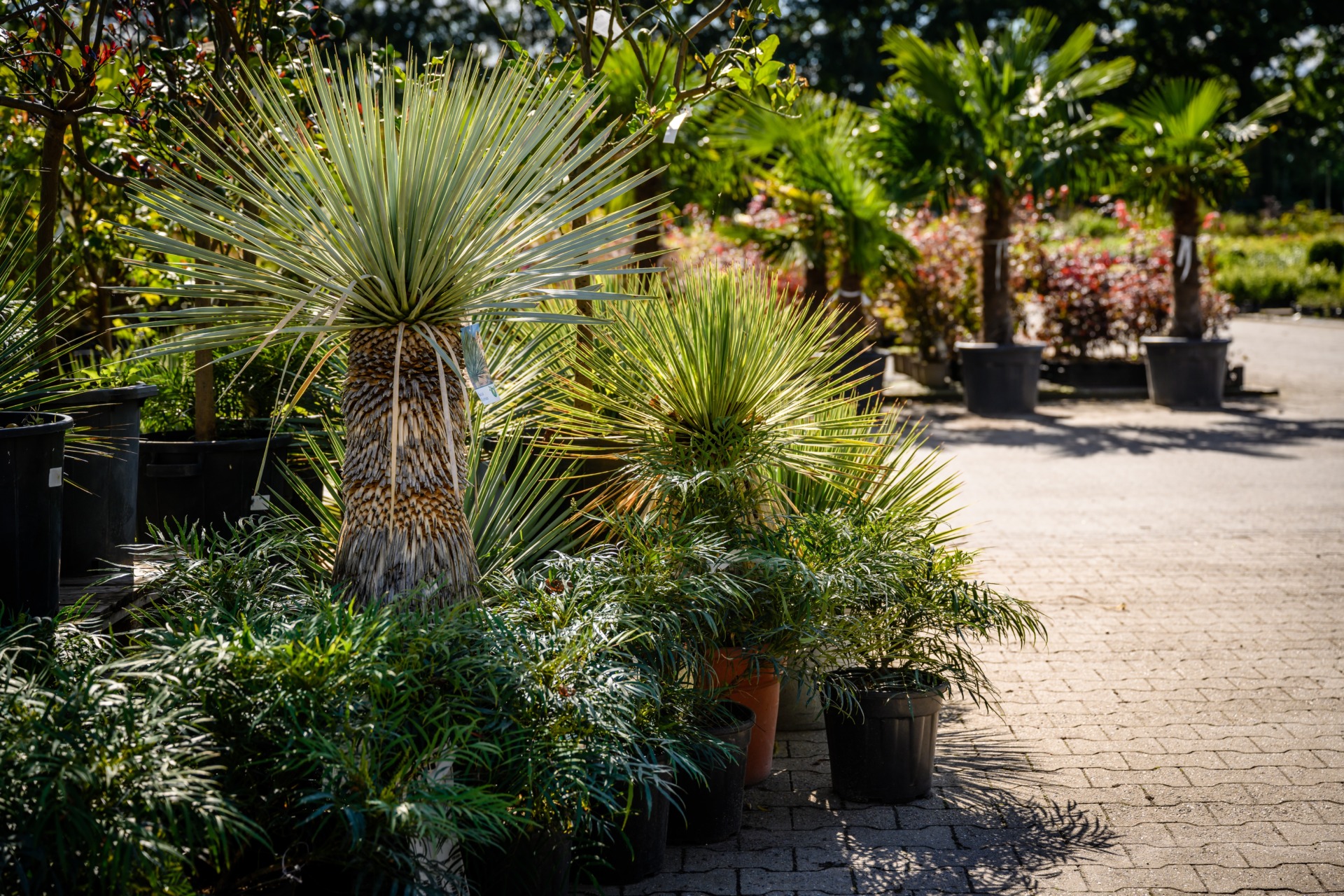 Mediterrane planten nodig? Onmisbaar in een tropische tuin!