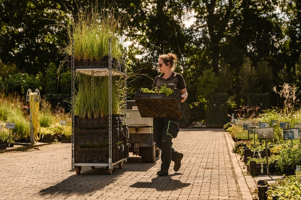 Medewerker bij vaste planten