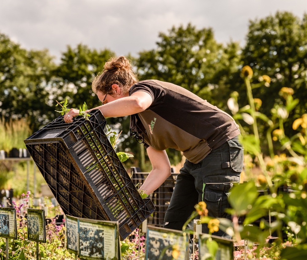 Medewerker bij vaste planten